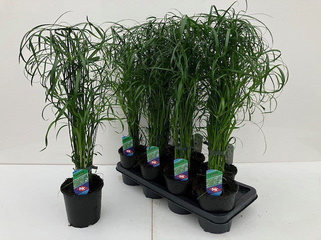 Cyperus alternifolius 55cm 14cm Pot