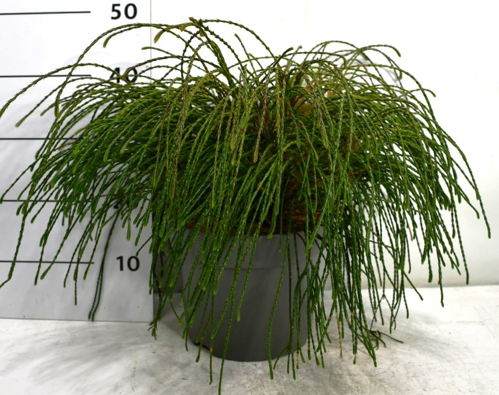 Thuja plic. Whipecord 15cm 26cm Pot