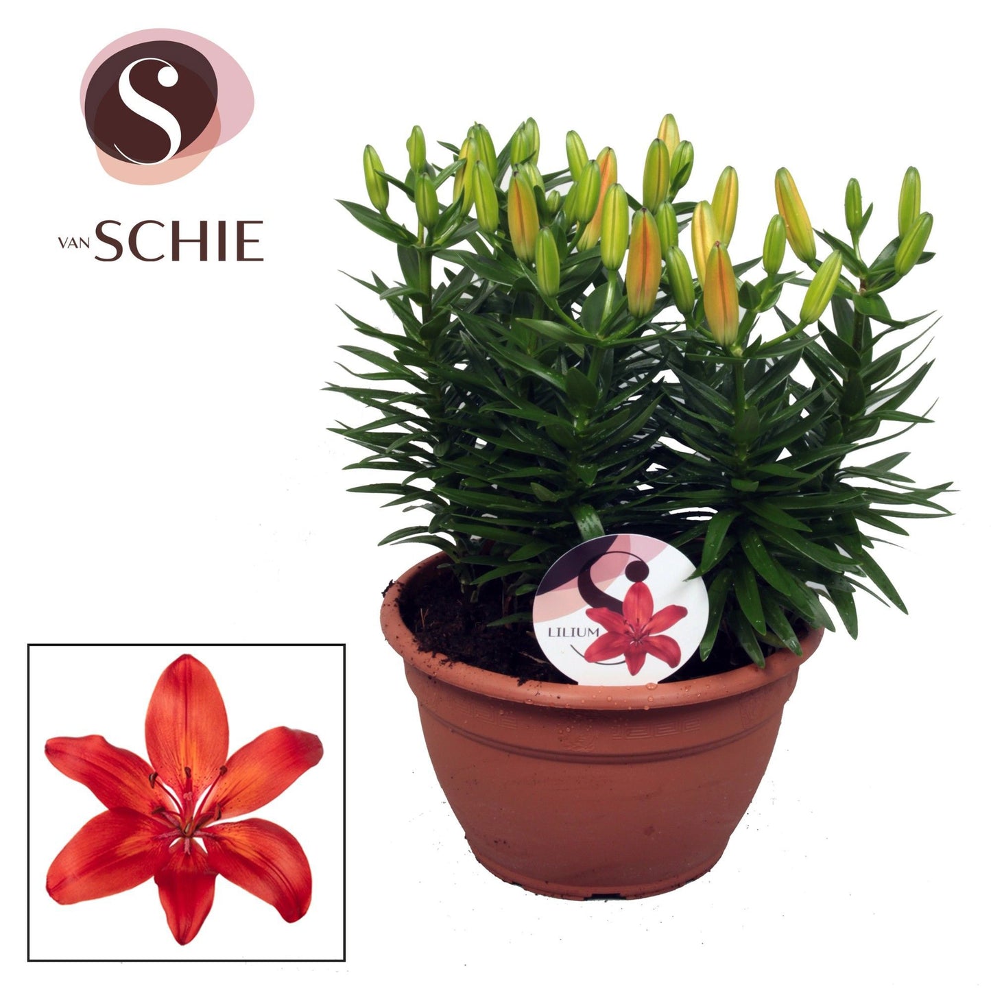 Lilium az. Red Matrix 50cm 25cm Pot
