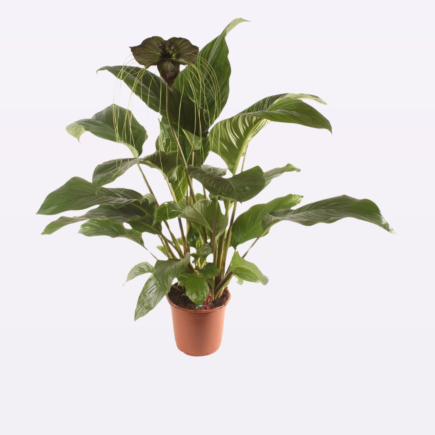 Tacca chantrieri 80cm 17cm Pot