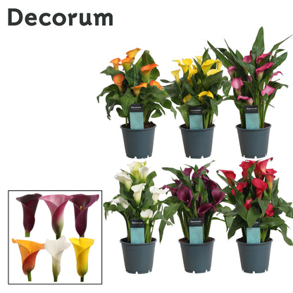 Zantedeschia mix 40cm 14cm Pot