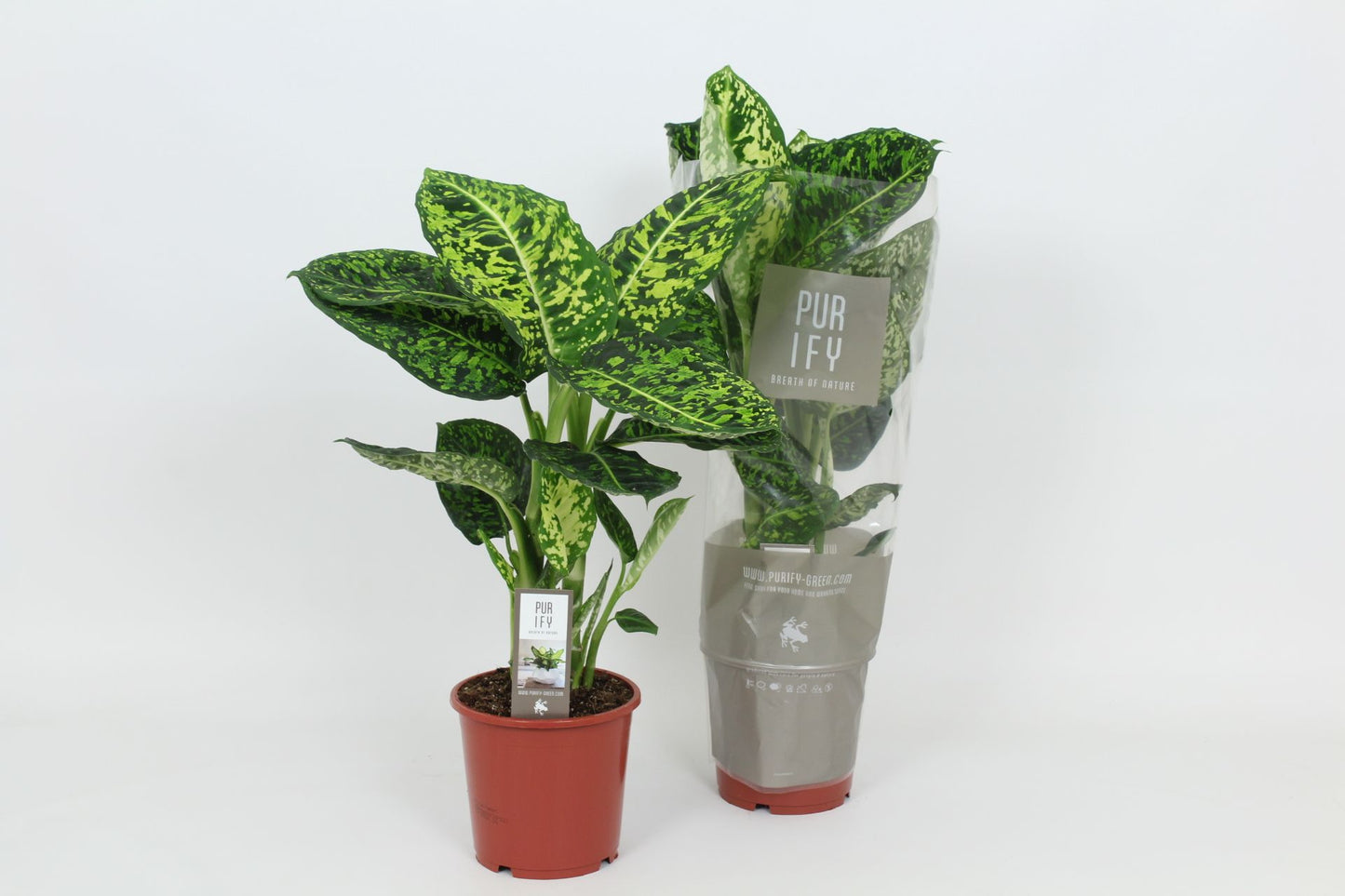 Dieffenbachia Reflector 60cm 17cm Pot