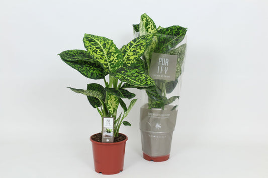 Dieffenbachia Reflector 60cm 17cm Pot