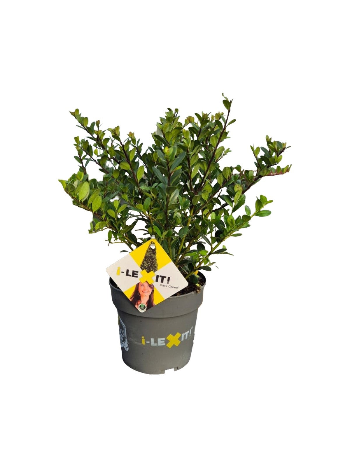 Ilex crenata Dark Green Bush 25cm 14cm Pot