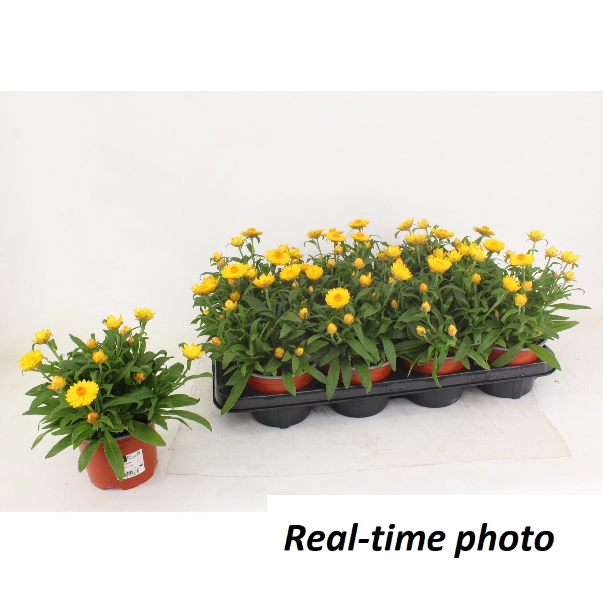 Xerochrysum Mohave Basket Yellow 25cm 12cm Pot