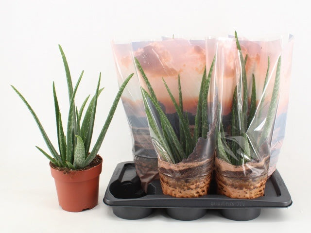 Aloe vera 50cm 17cm Pot