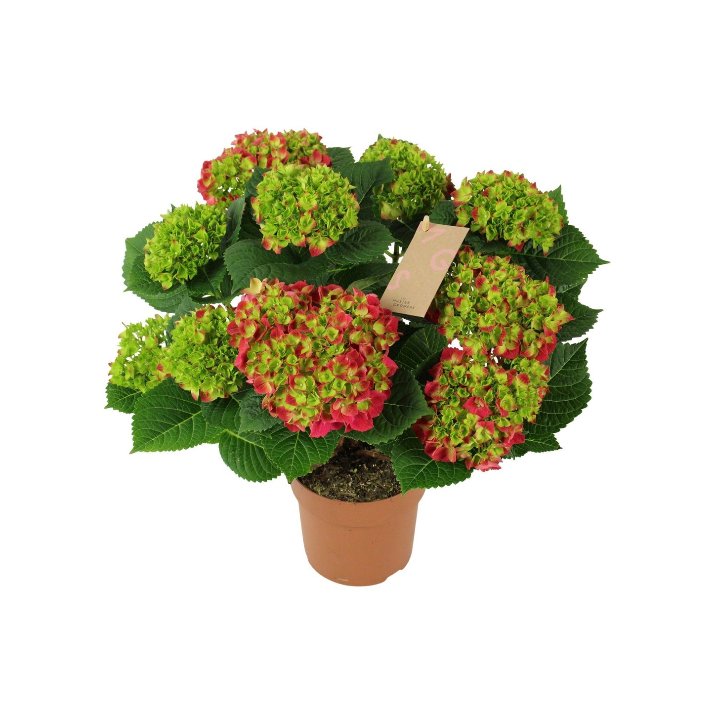 Hydrangea Hi Tornado 40cm 14cm Pot