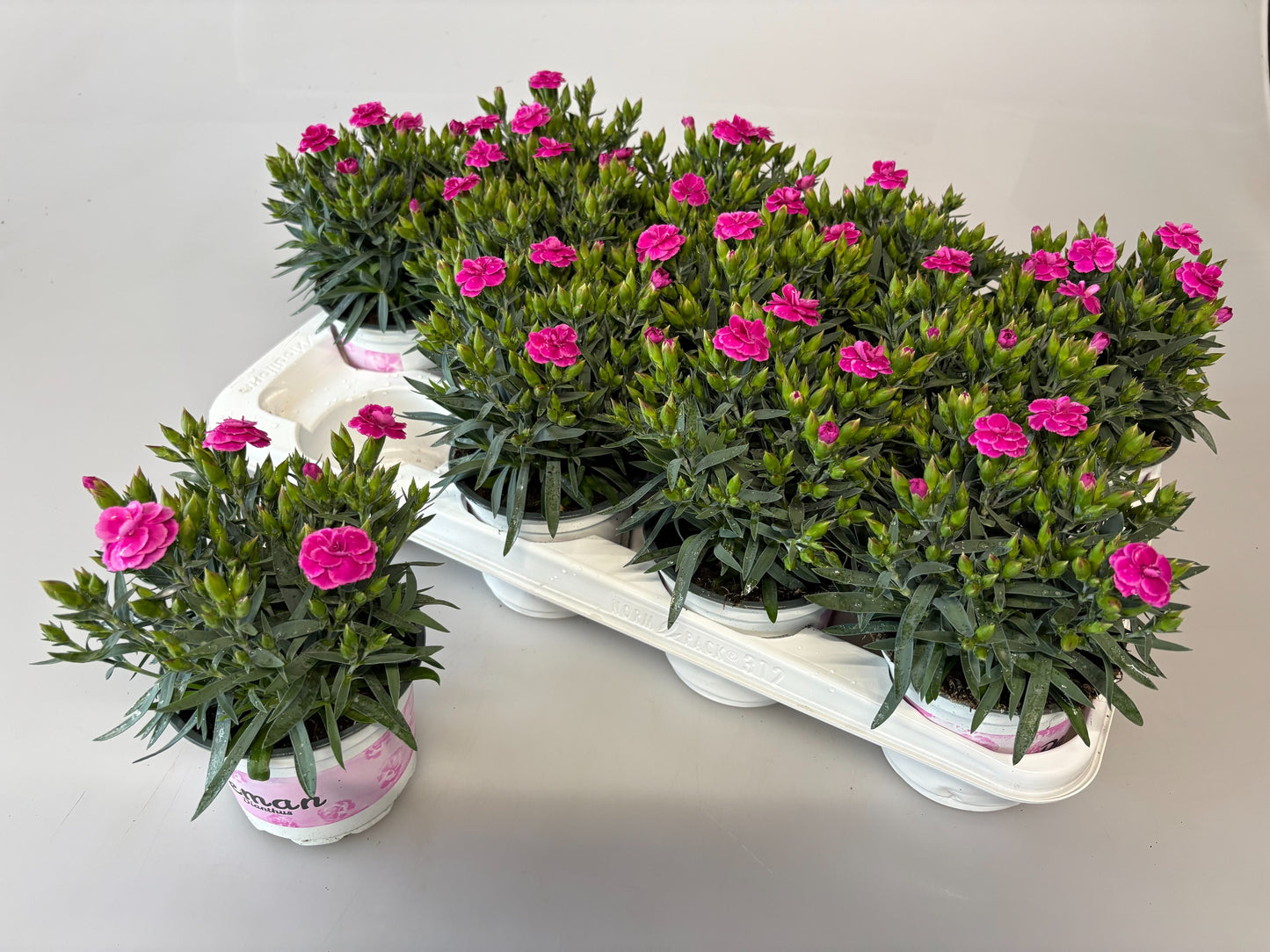 Dianthus Peman 20cm 12cm Pot
