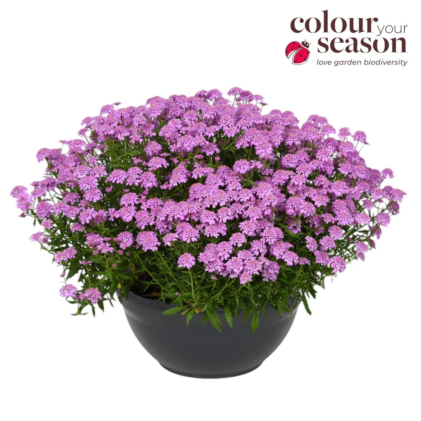 Iberis Mermaid Lavender 45cm 30cm Pot