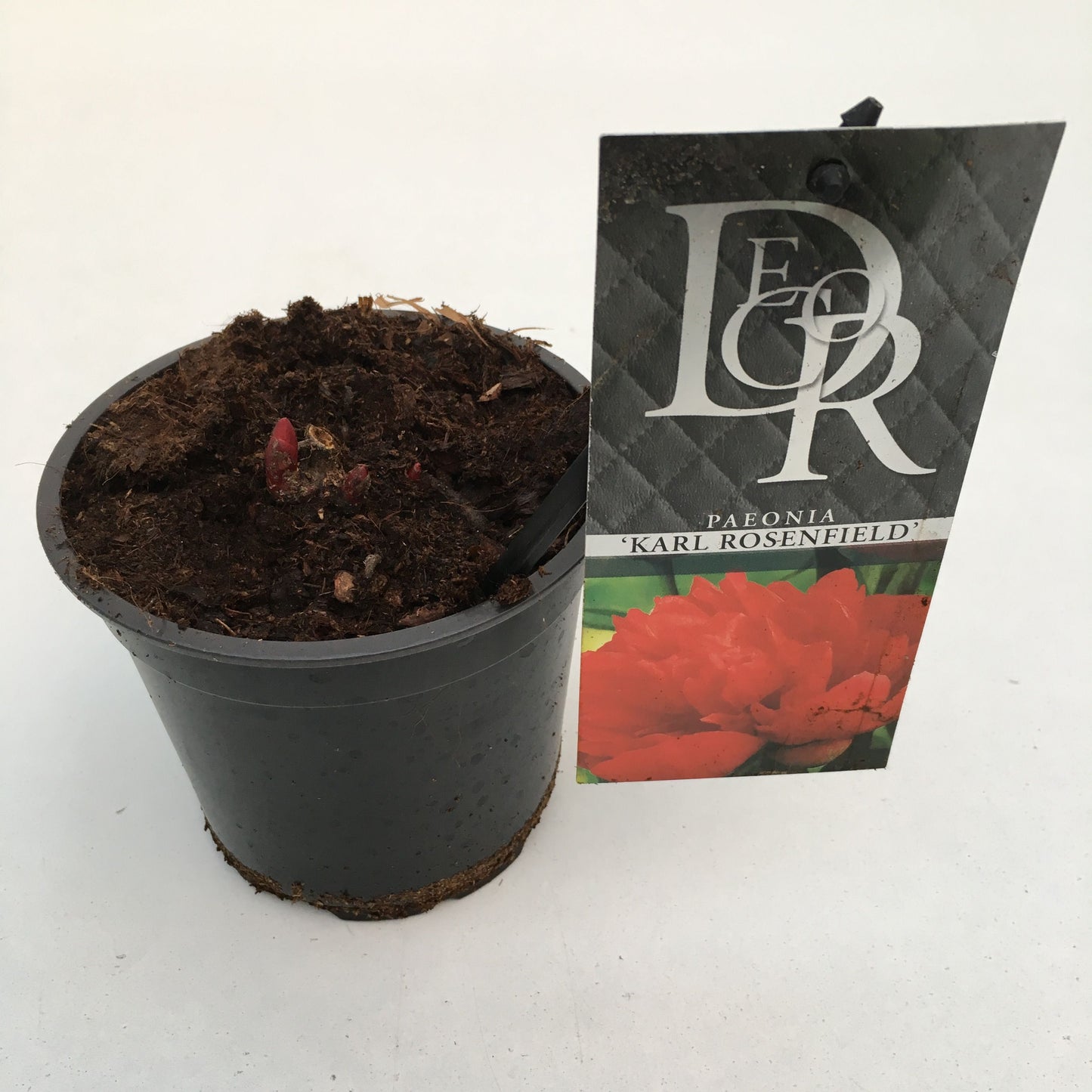 Paeonia Karl Rosenfield 5cm 12cm Pot