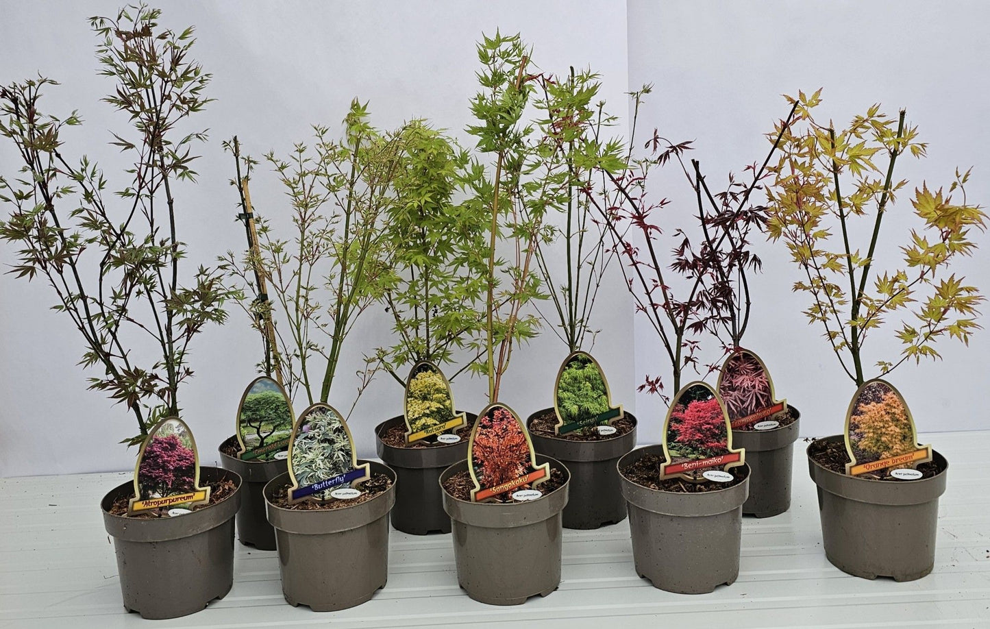 Acer palmatum 70cm 20cm Pot