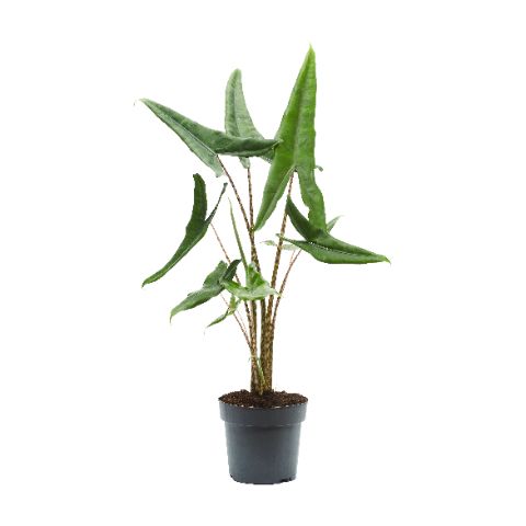 Alocasia Tigrini 85cm 17cm Pot