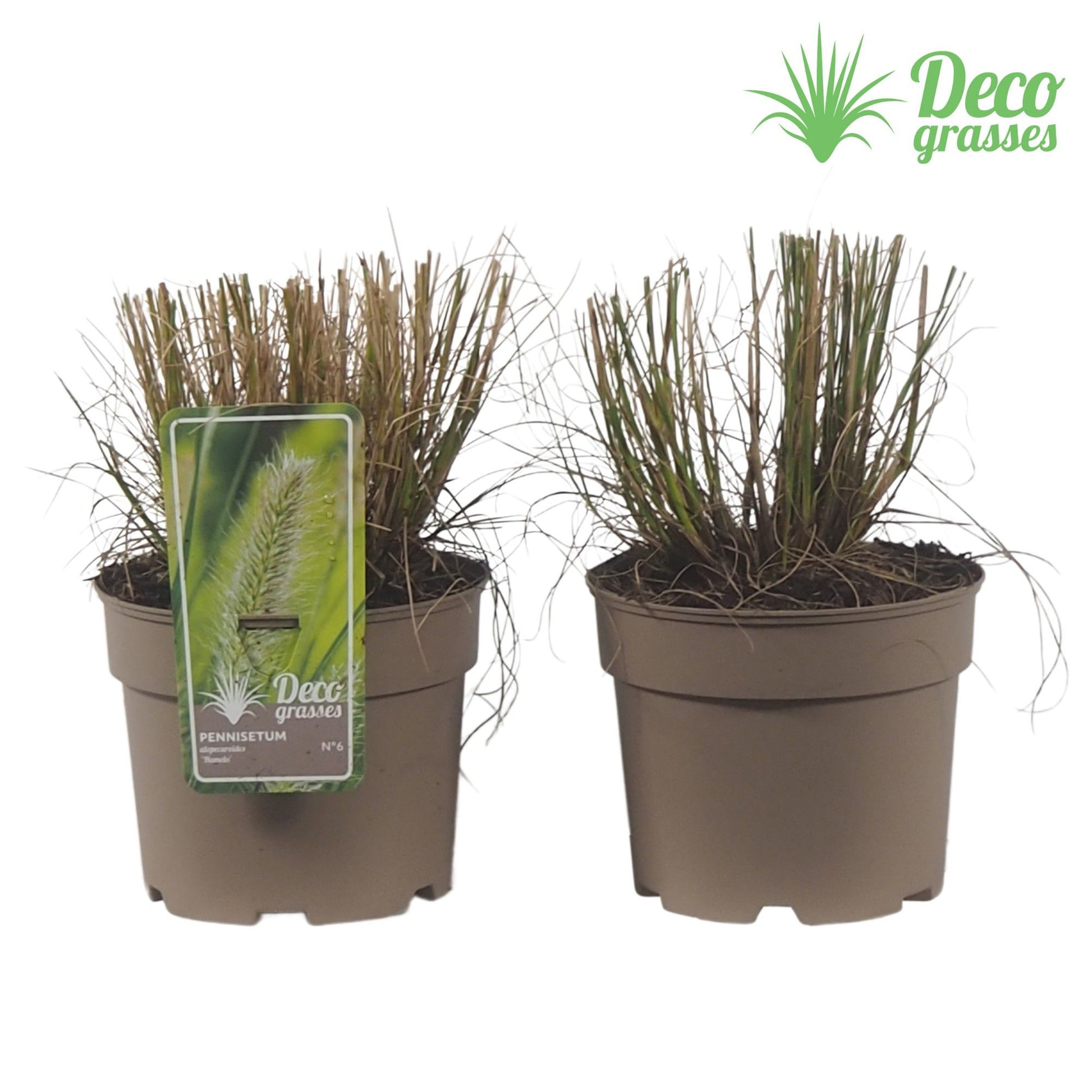 Pennisetum Hameln 30cm 19cm Pot