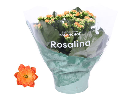 Kalanchoe Roselina Don Pedro 27cm 15cm Pot