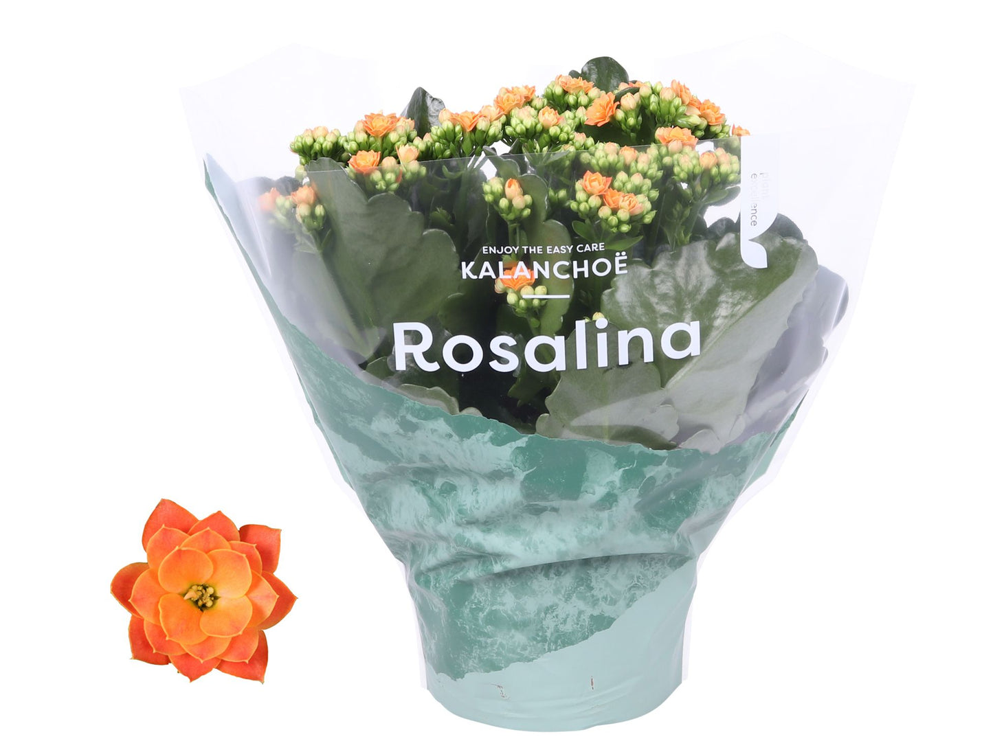 Kalanchoe Roselina Don Pedro 27cm 15cm Pot