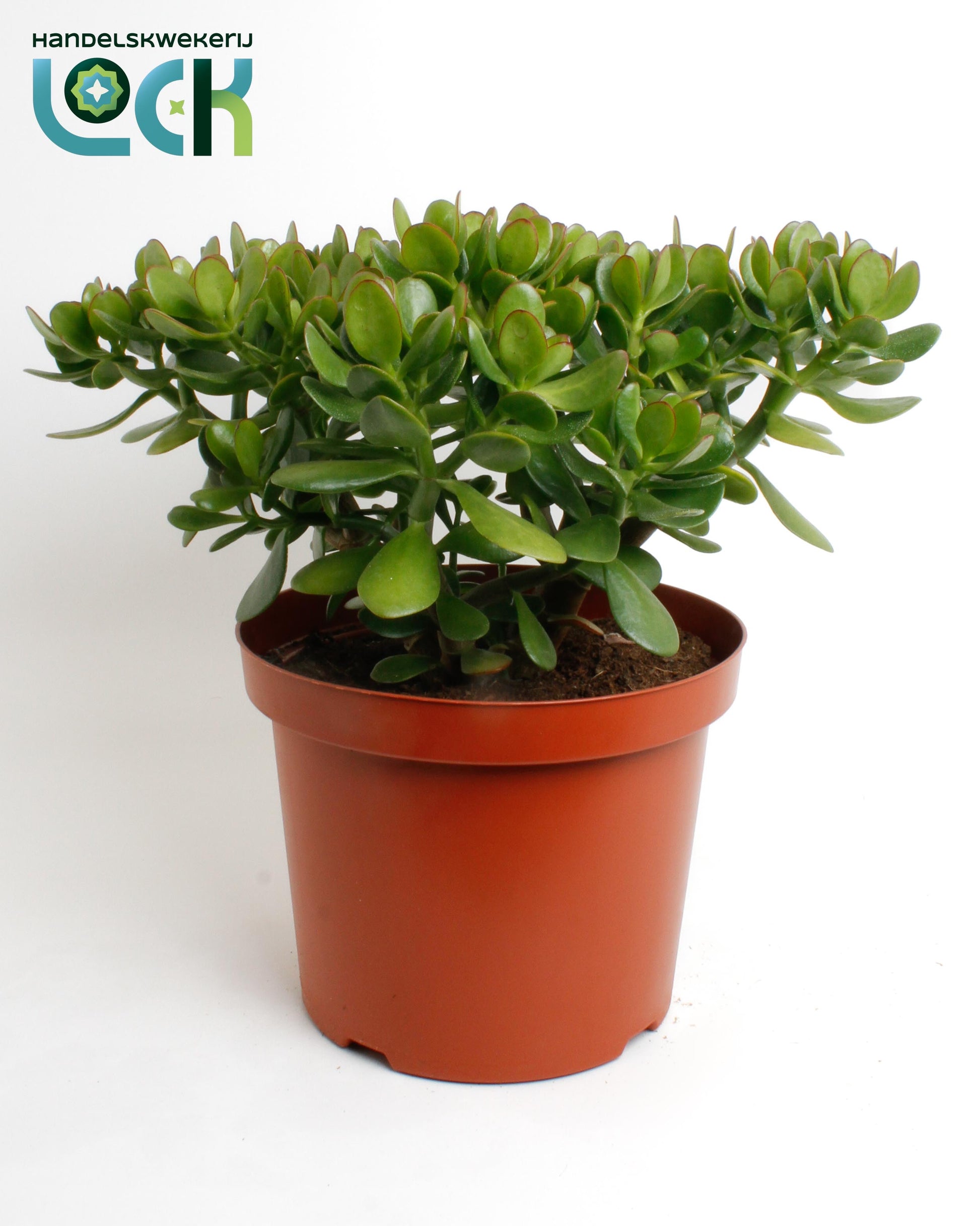 Crassula ovata 50cm 29cm Pot