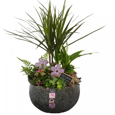 Indoor arrangement 54cm 23cm Pot