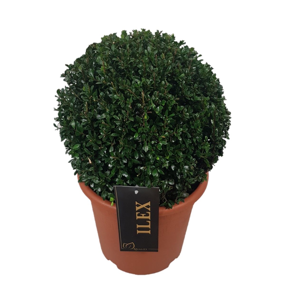 Ilex cren. Stokes 35cm 22cm Pot