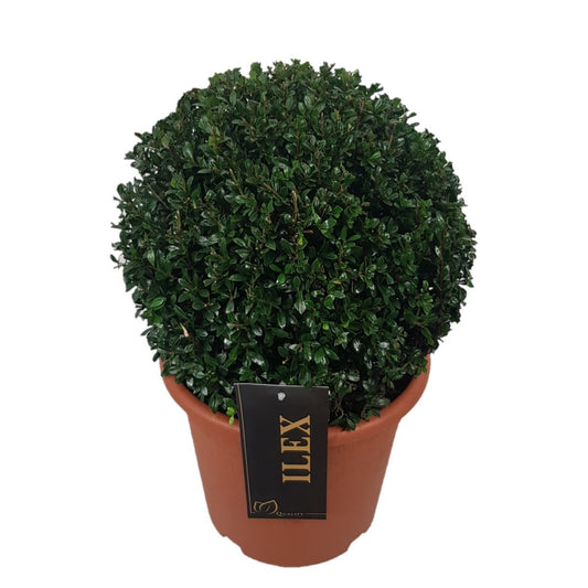 Ilex cren. Stokes 35cm 22cm Pot