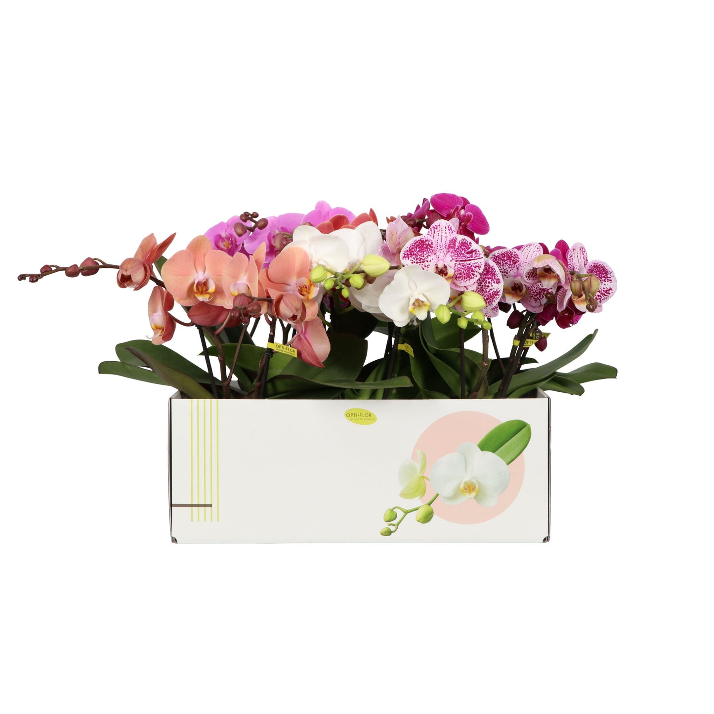 Phalaenopsis Mix Shorty 30cm 12cm Pot