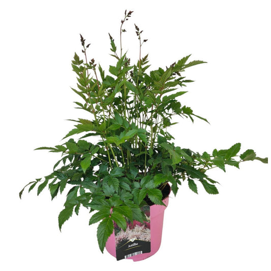 Astilbe pink 65cm 23cm Pot