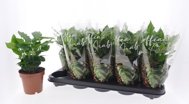Coffea arabica 30cm 12cm Pot