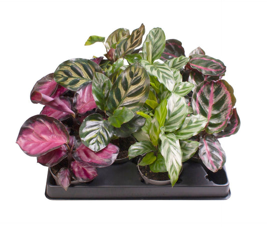 Calathea mix 11cm 6cm Pot