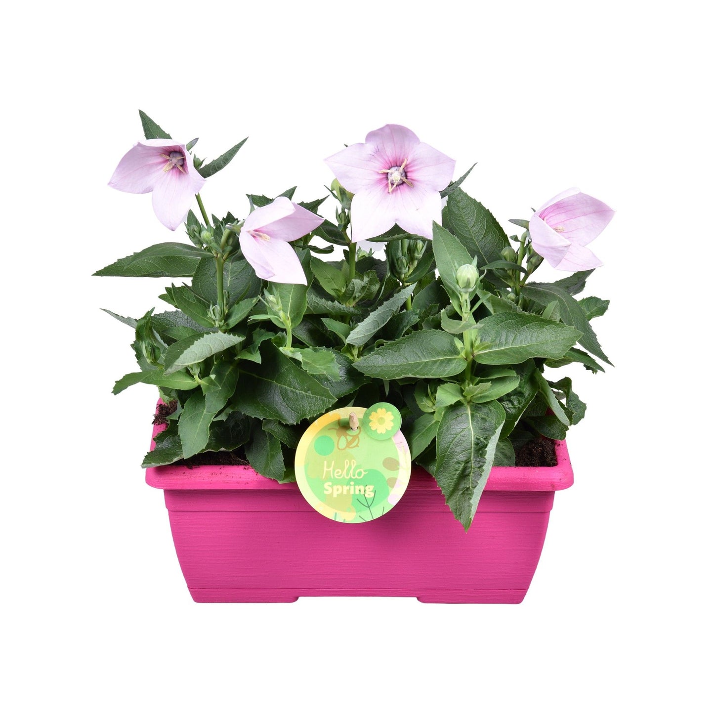 Platycodon mix 30cm 25cm Pot
