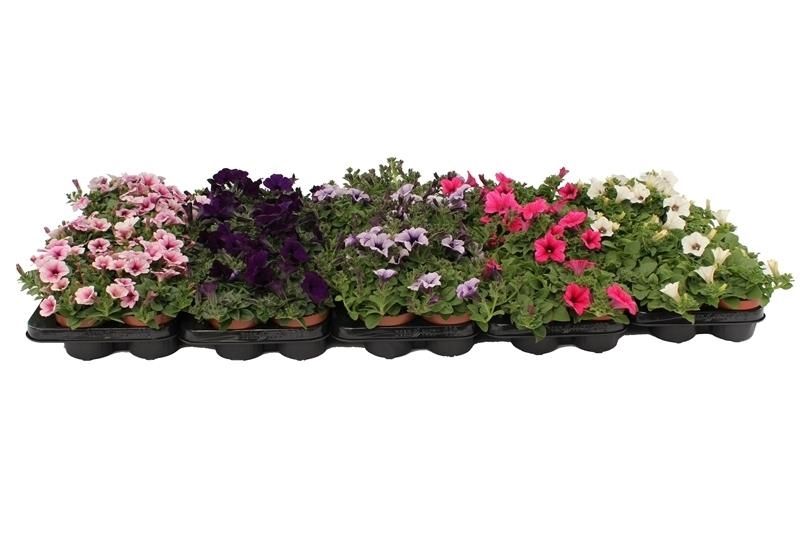 Petunia mix 15cm 510cm Pot