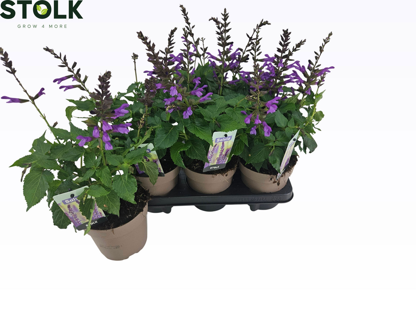 Salvia Salgoon Lake George 35cm 17cm Pot