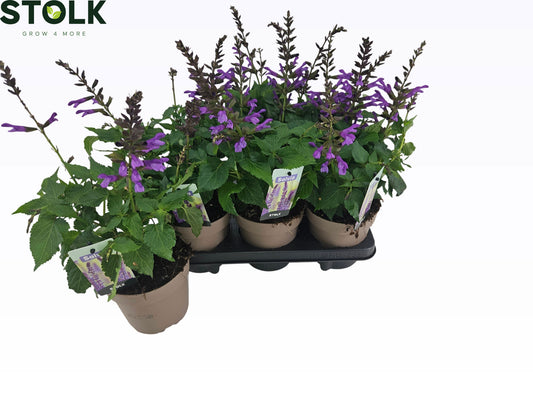 Salvia Salgoon Lake George 35cm 17cm Pot