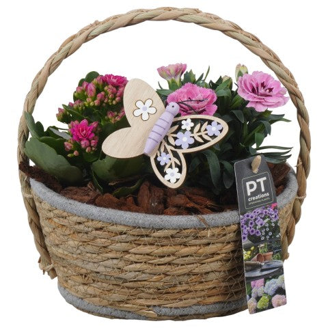 PTPP6937 Arrangementen Perkplanten 24cm 20cm Pot