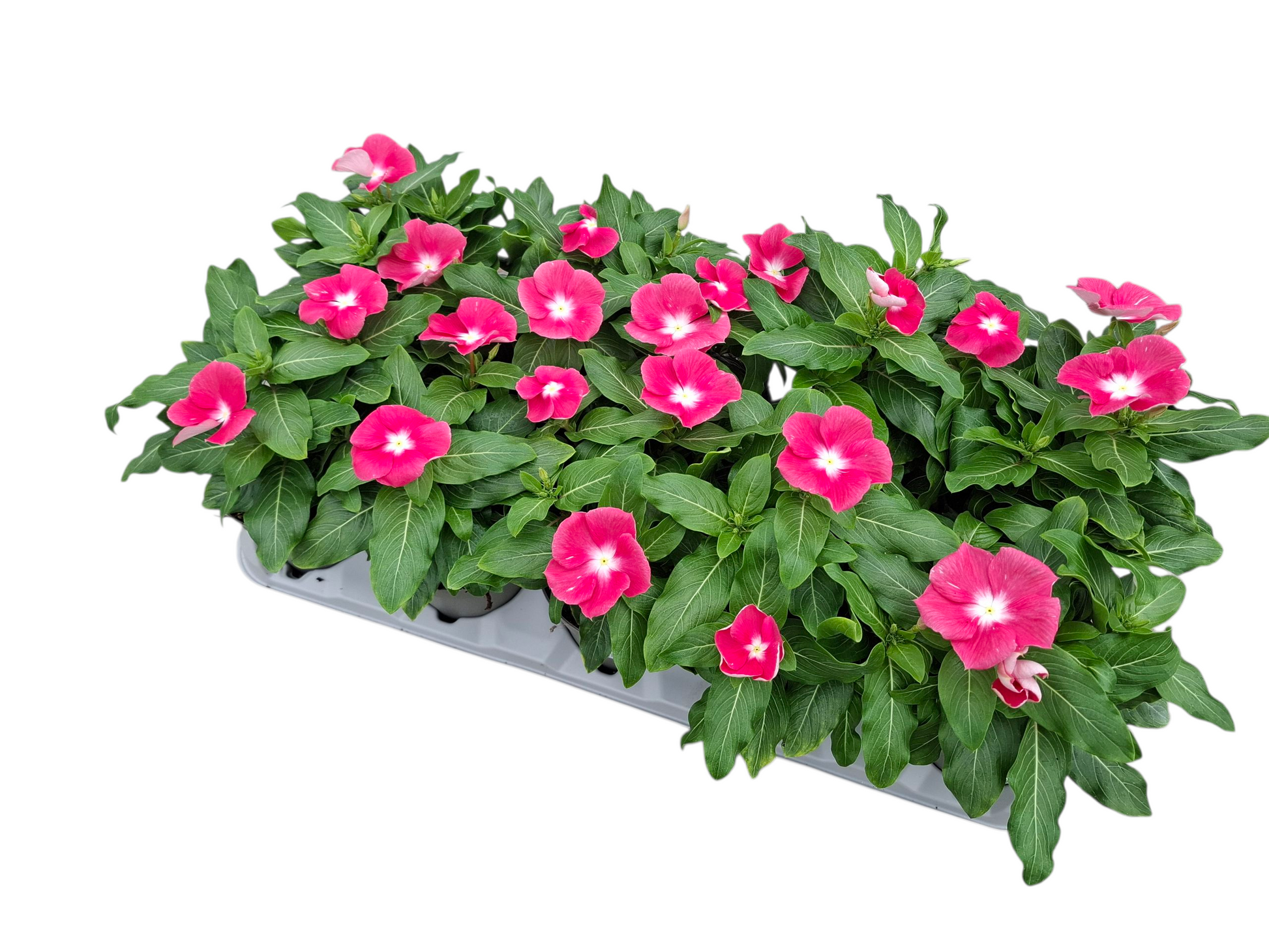 Catharanthus Titan-Ium Pink blush 32cm 12cm Pot