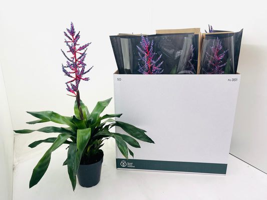 Aechmea Blue Rain 60cm 15cm Pot