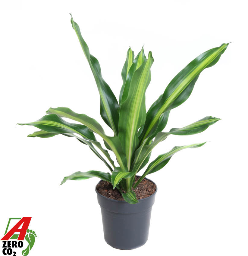 Dracaena fragrans Burley 90cm 24cm Pot