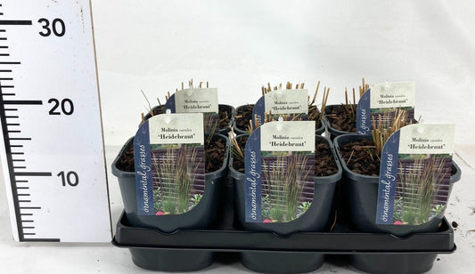 Molinia cae. Heidebraut 15cm 17cm Pot