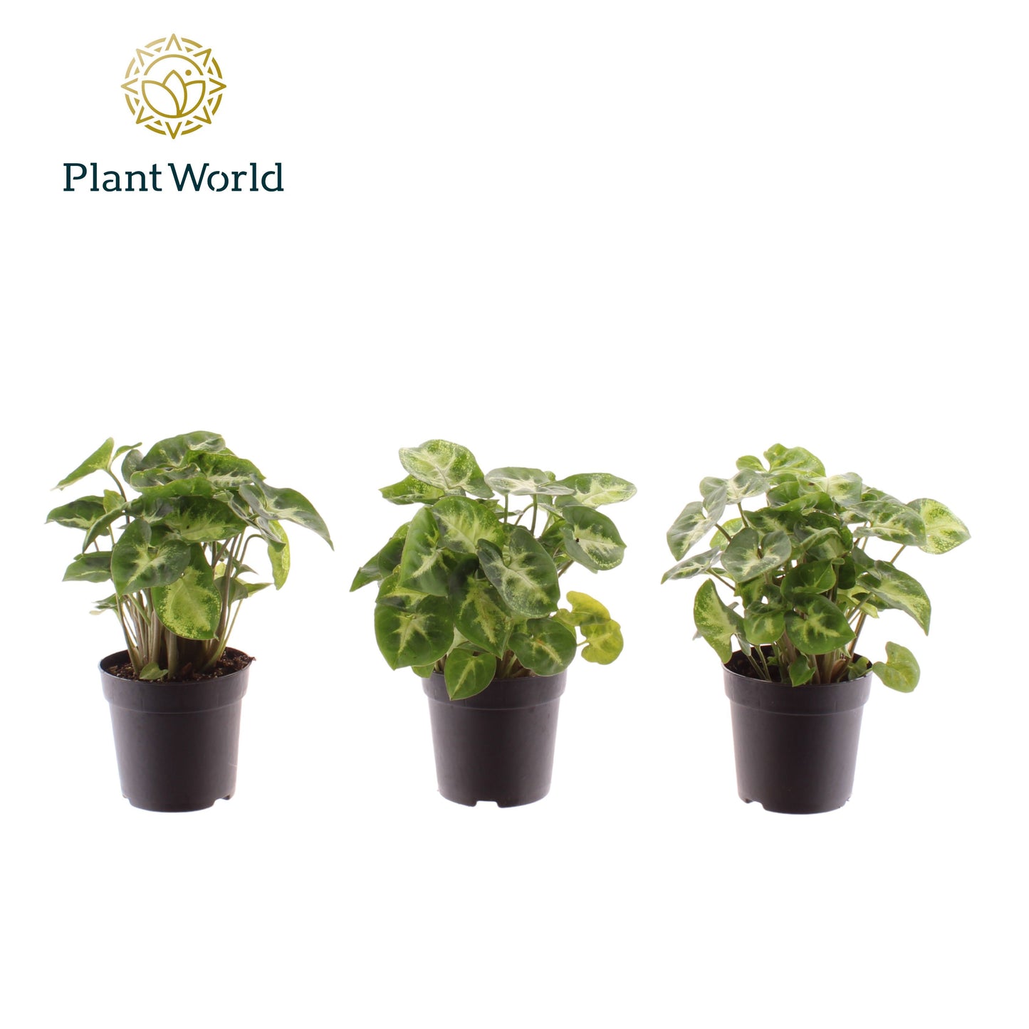 Syngonium Pixie 15cm 7cm Pot