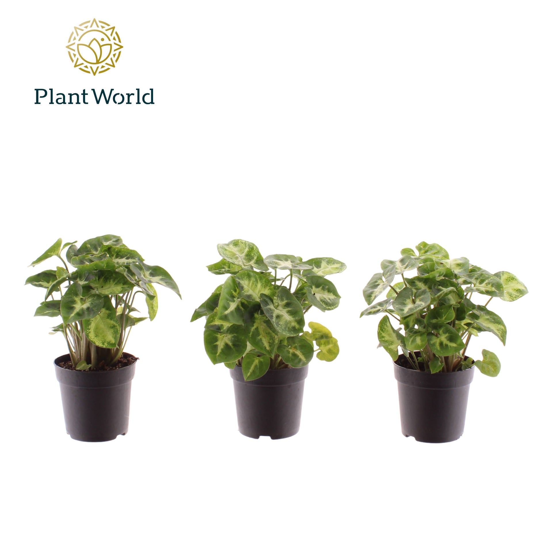 Syngonium Pixie 15cm 7cm Pot