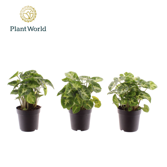 Syngonium Pixie 15cm 7cm Pot