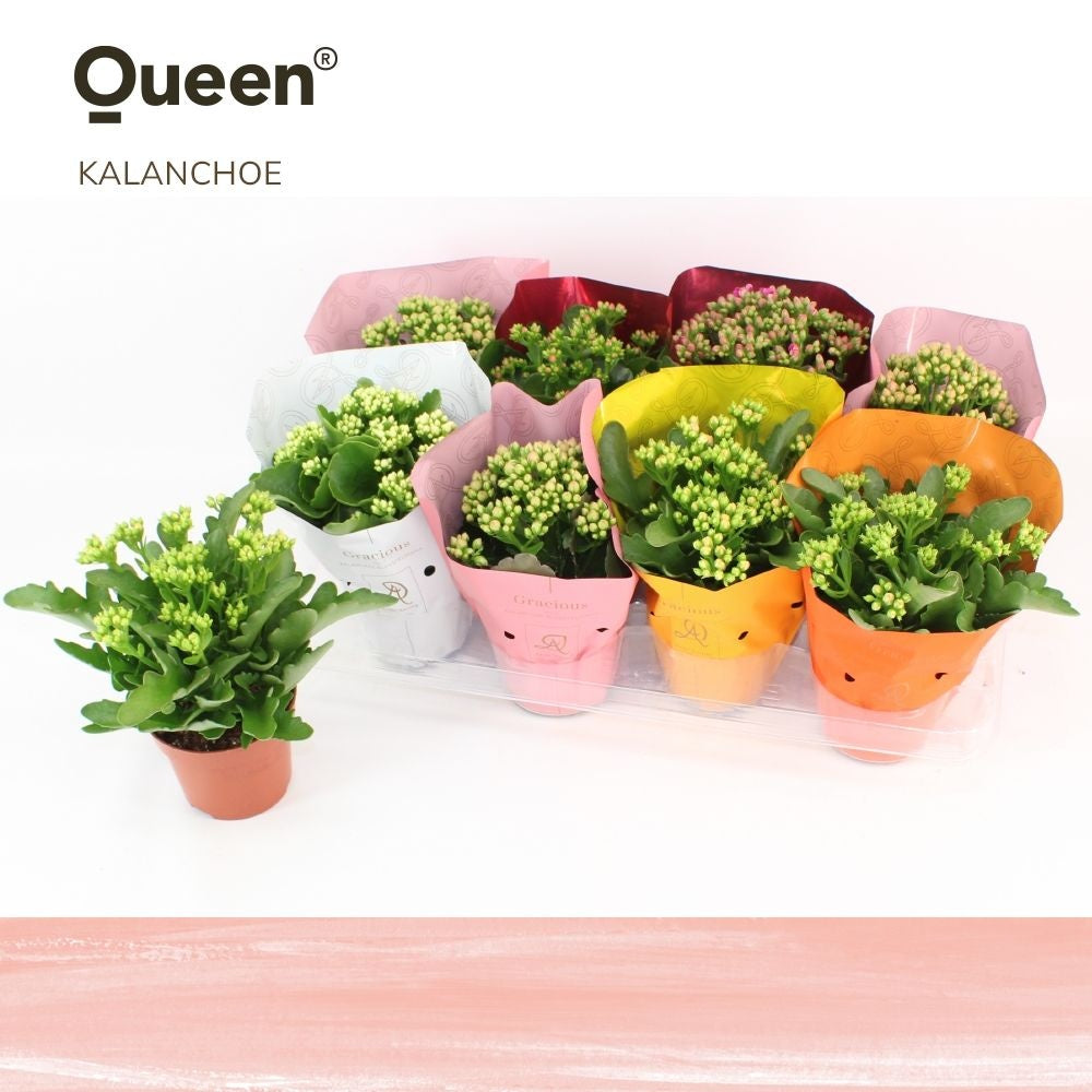 Kalanchoe More Flowers Geneva 26cm 12cm Pot