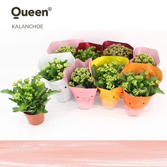 Kalanchoe More Flowers Geneva 26cm 12cm Pot