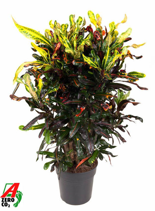 Codiaeum Mammi 100cm 27cm Pot