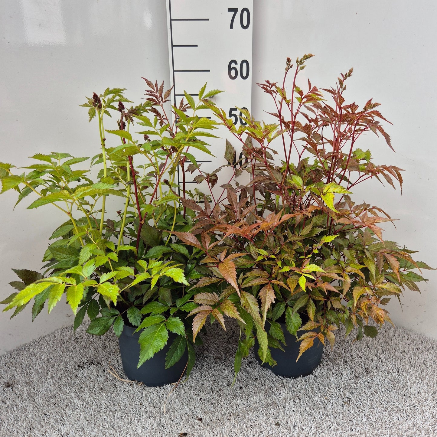 Astilbe mix 50cm 19cm Pot