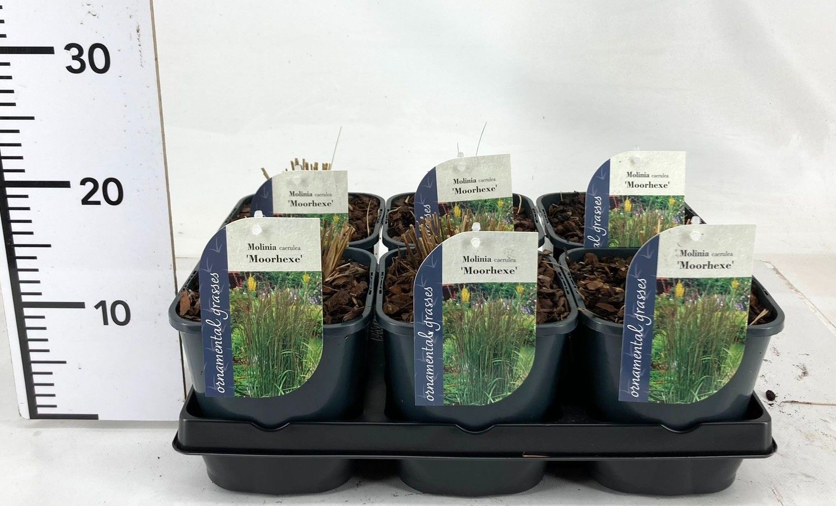 Molinia cae. Moorhexe 15cm 17cm Pot