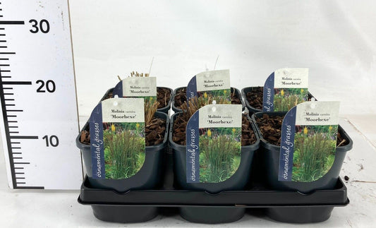 Molinia cae. Moorhexe 15cm 17cm Pot