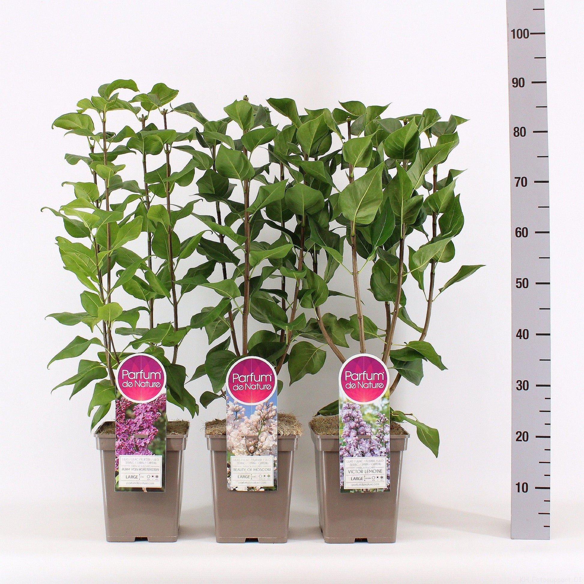 Syringa vulgaris mix 50cm 23cm Pot