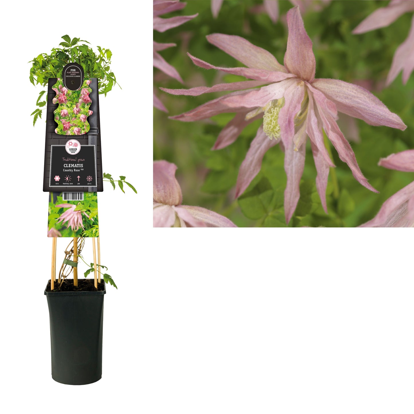 Clematis Country Rose 75cm 17cm Pot