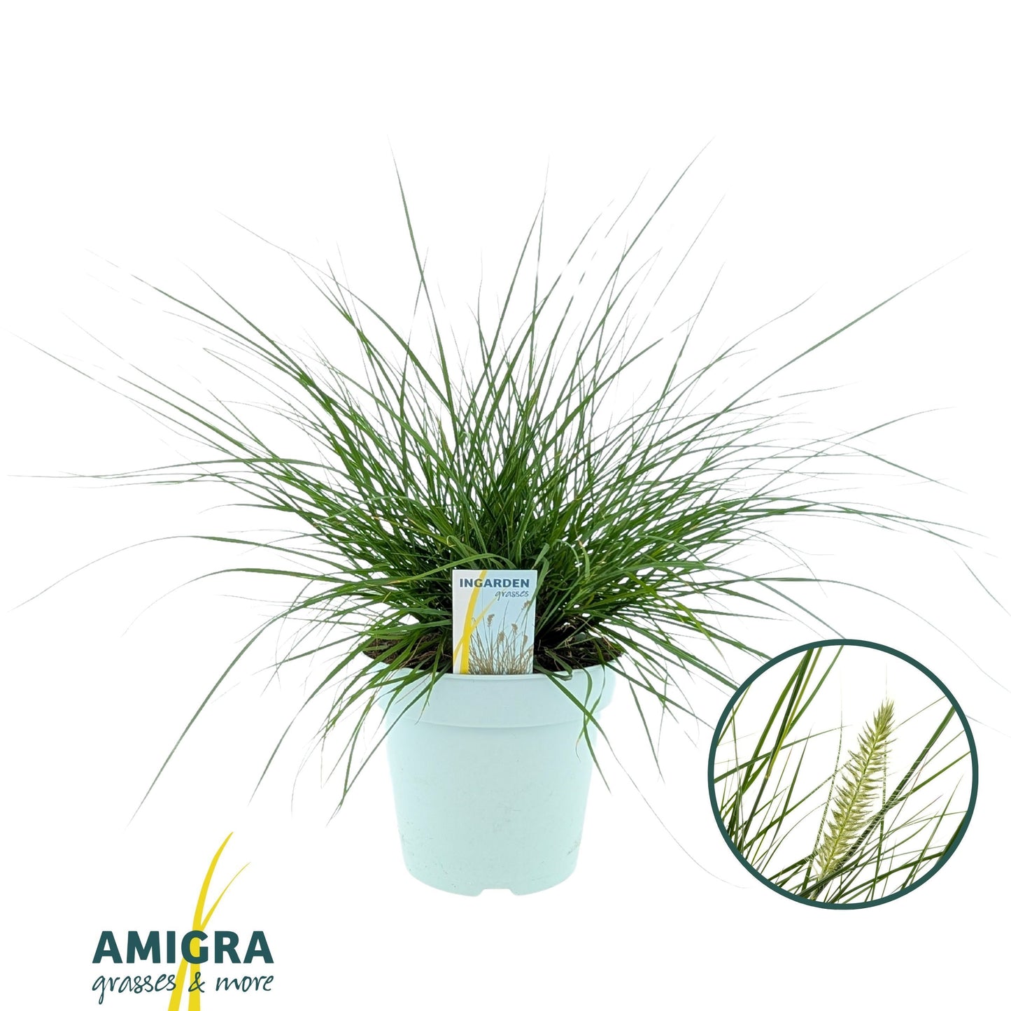 Pennisetum Hameln 60cm 23cm Pot