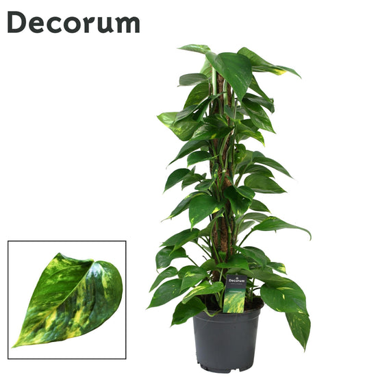 Epipremnum pinatum Mossspole 80cm 19cm Pot