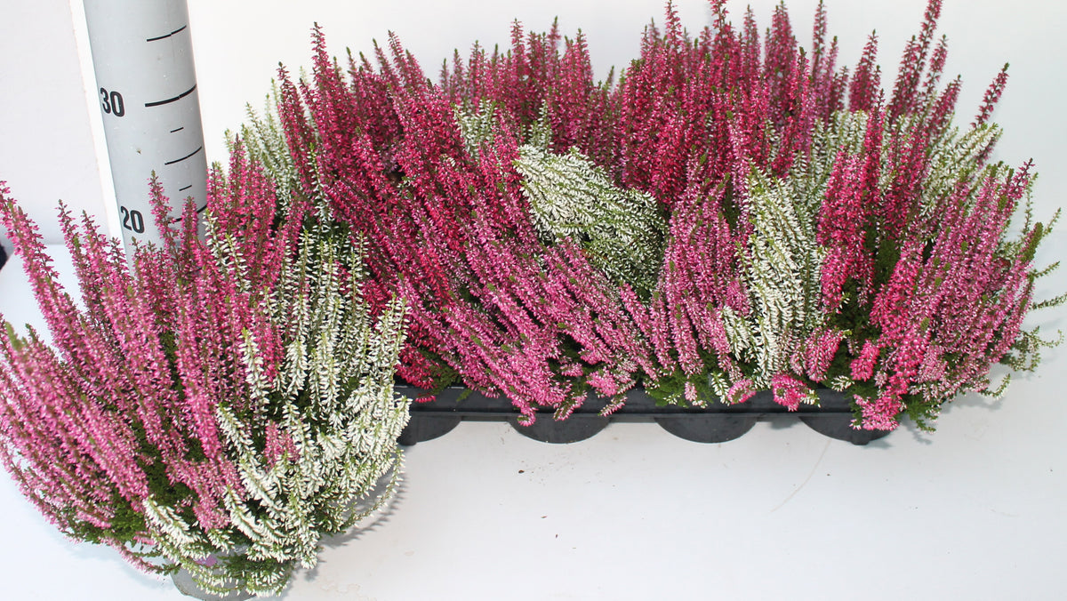 Calluna Garden Girls trio 27cm 12cm Pot